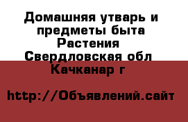 Домашняя утварь и предметы быта Растения. Свердловская обл.,Качканар г.